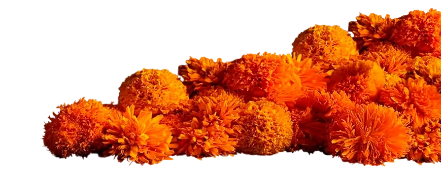 fondo decorativo flores de cempasúchil